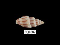 藏品(蛹筆螺)的圖片